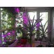 Led лампа для підсвічування рослин повний спектр