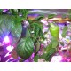 Led лампа для подсветки растений полный спектр