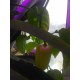 Led лампа для подсветки растений полный спектр