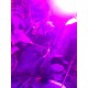 Led лампа Fito Sun Full Spectrum фото 55 — OrthoSmiles